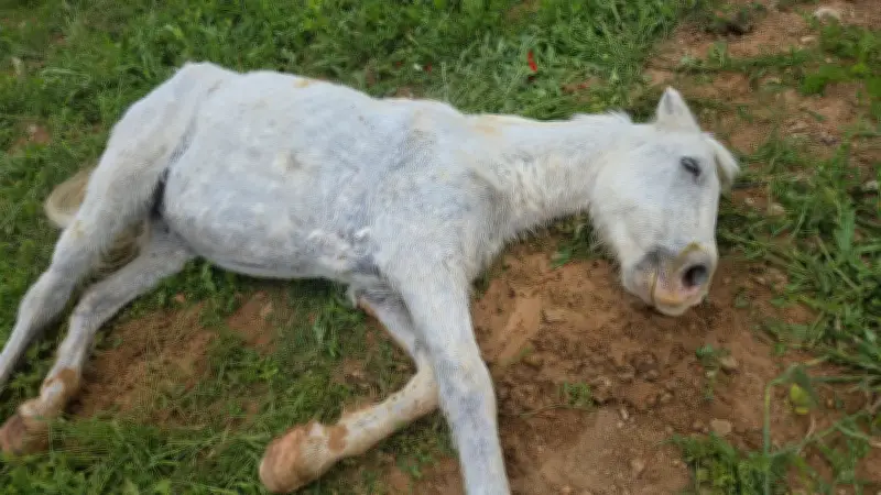Neuf jours d'enfer après la mort de son cheval près de Montpellier