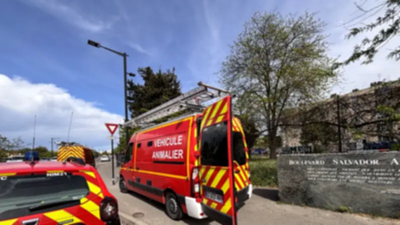 Nîmes : un protocole de piégeage pour lutter contre les sangliers en ville