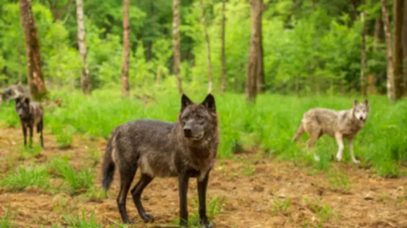 Nocturne l'Appel du Loup : une expérience unique à l'Espace Rambouillet