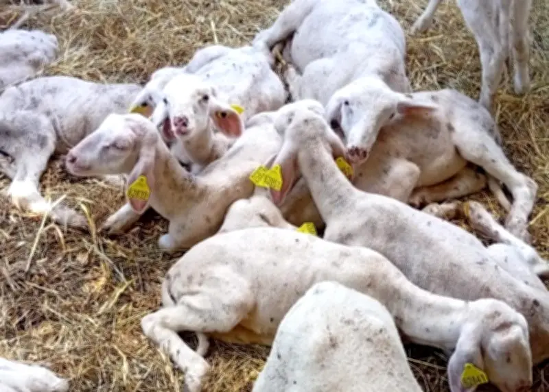 Opération de gendarmerie à Vianne et Buzet : un homme en garde à vue pour maltraitance animale