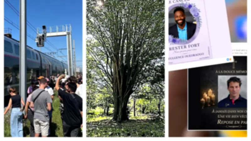 Passagers bloqués près de Nîmes, arbre 350 ans labellisé, fausses infos IA : l'actu régionale