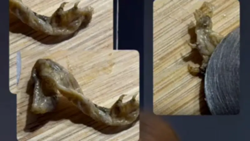 Patte d'animal découverte dans une boîte de petits pois à Pau