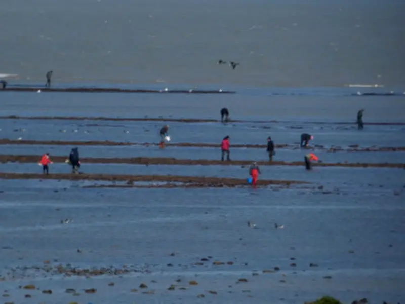 Pêche à pied : surveillance renforcée sur le littoral de Saint-Martin-de-Ré