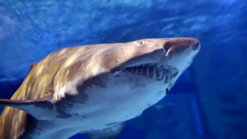 Pêcheur sous-marin dévoré par un requin en Australie : ses amis traumatisés