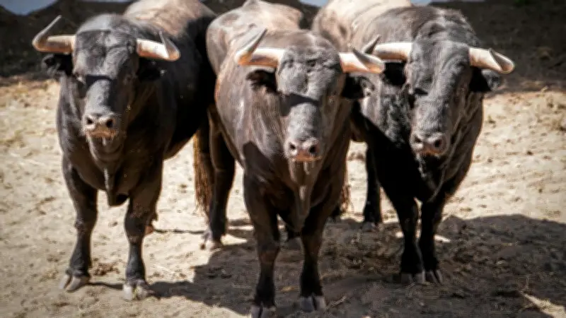 Pentecôte à Nîmes : toros, présidences et apaisement pour la feria 2026