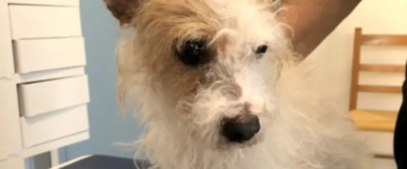 Perpignan : une femme jette son chien par la fenêtre car elle n'en veut plus