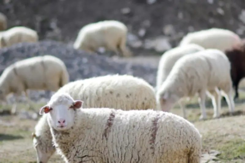 Plainte pour zoophilie présumée contre un lycéen de la Roya
