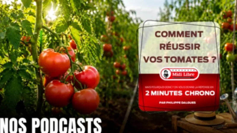 Podcast : nos astuces pour cultiver de belles tomates chez vous