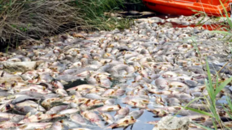 Pollution meurtrière dans le Loiret : des centaines de kilos de poissons décimés