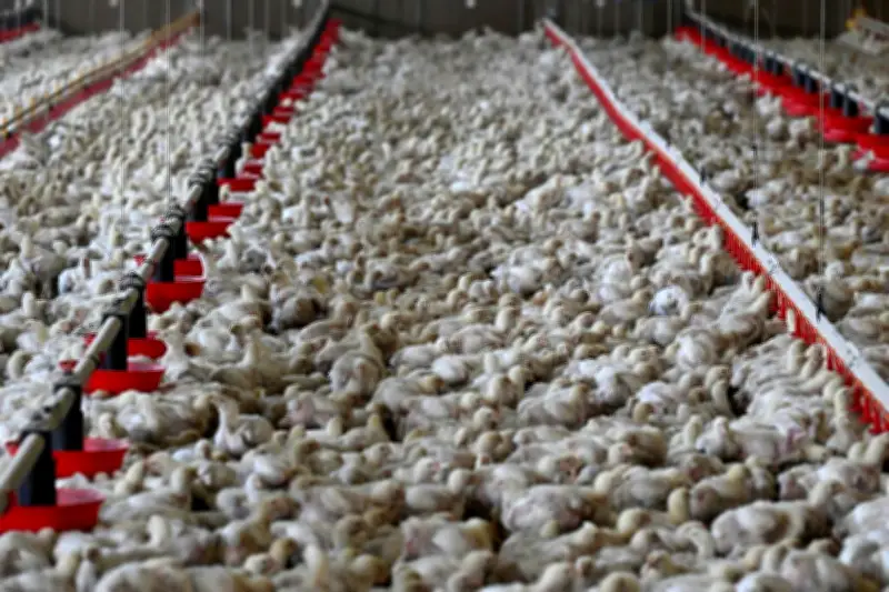 Polémique Master Poulet : l'aveuglement face à l'exploitation animale