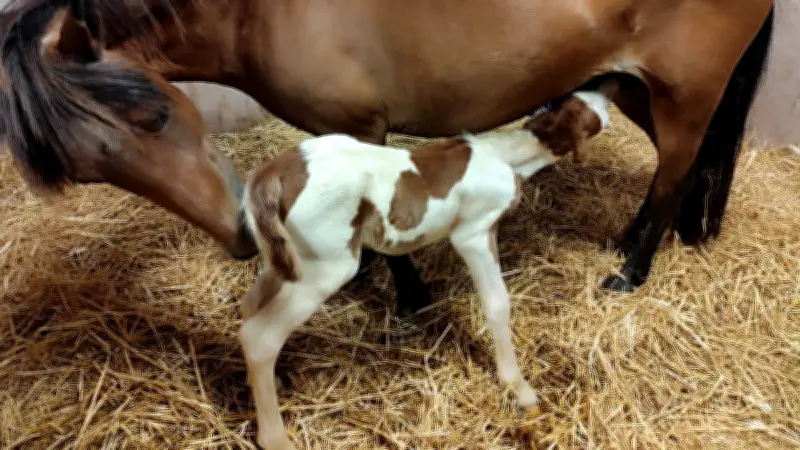 Poney Arc-en-Ciel ferme : Bérangère tourne la page