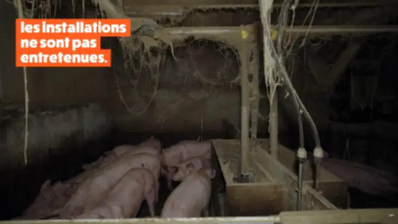 Porcherie de Lannilis : L214 et préfecture épinglent des conditions indignes