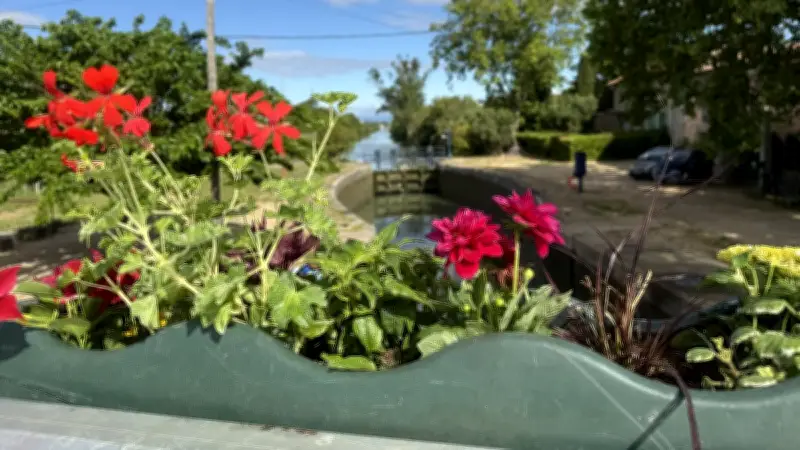 Portiragnes : le canal du Midi se pare de ses plus belles fleurs