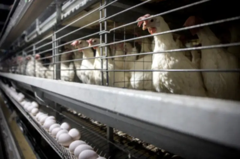Poulet : la viande la plus consommée au monde, un triomphe controversé