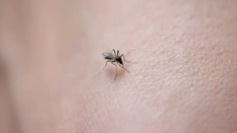 Pourquoi certaines personnes attirent-elles plus les moustiques ?