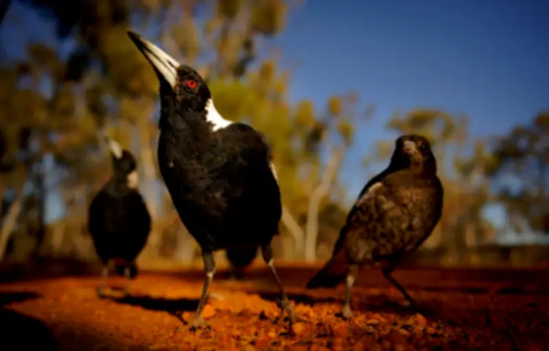 Pourquoi les oiseaux attaquent-ils au printemps ? Explications