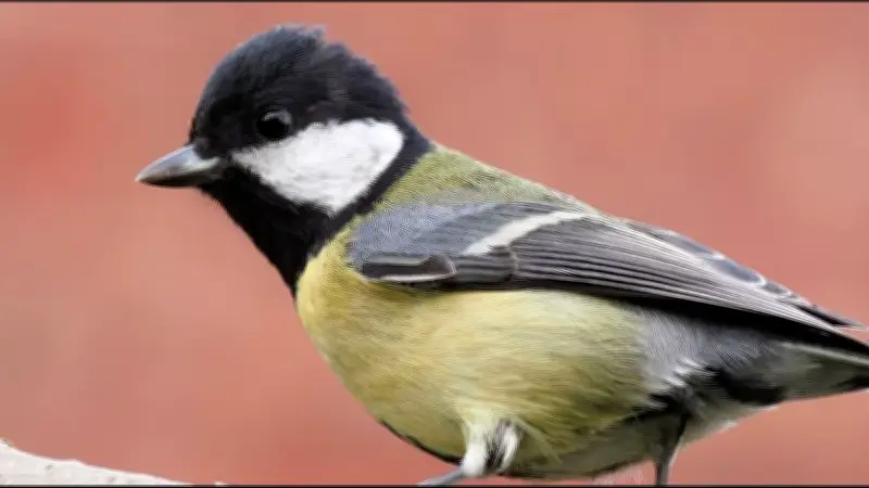 Pourquoi les oiseaux parisiens chantent encore plus aigu malgré la baisse du bruit
