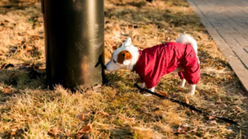 Pourquoi ne pas laisser son chien uriner sur un lampadaire ?