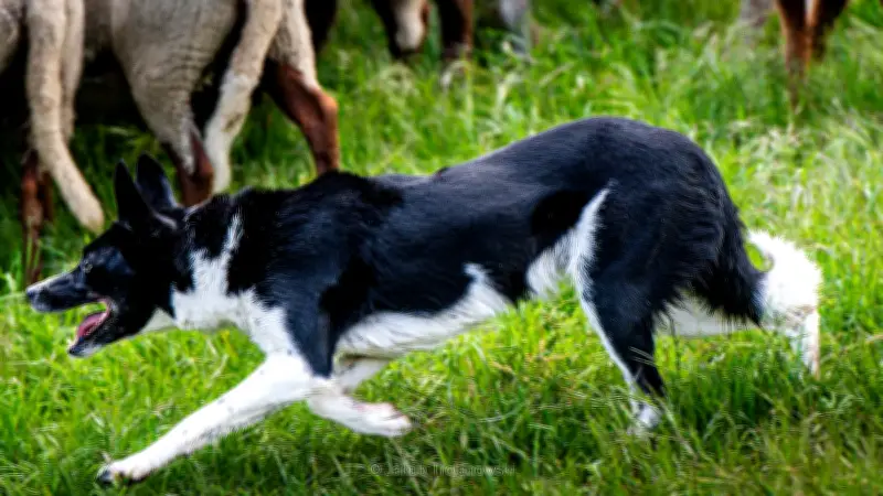 Premier concours national de chiens de berger dans le Gard : un succès