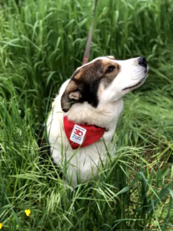 Première en Dordogne: couple condamné pour maltraitance sur son chien Louki