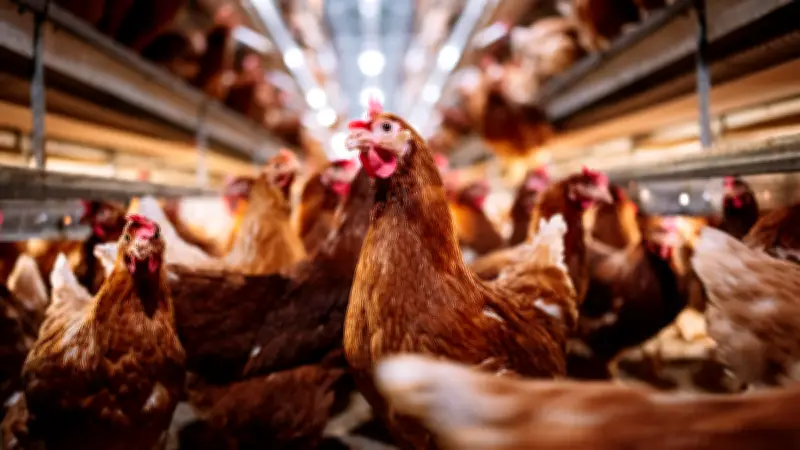 Projet de loi agricole : la polémique enfle autour des méga-poulaillers