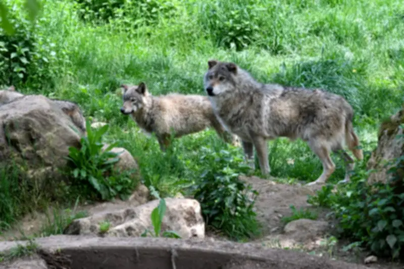 Projet de loi agricole : l'abattage des loups dans les réserves naturelles indignent les ONG