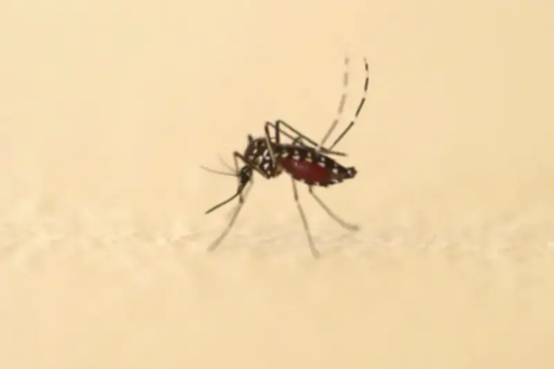 Prolifération des moustiques tigres : « On ne peut plus manger dehors »