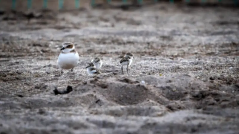 Protéger les poussins de gravelot sur la plage de la Maïre