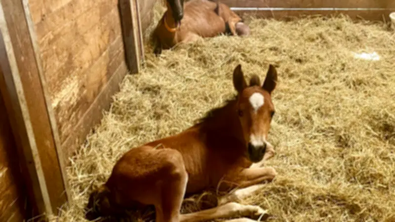 Qlor, poulain orphelin, adopté par Tourtel, une chèvre maternelle dans l'Oise