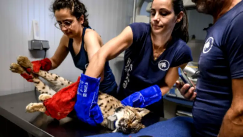 Quatre lynx relâchés dans le Jura après des mois de soins