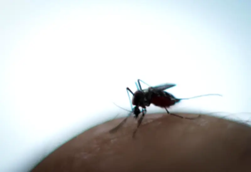 Éradication des moustiques : le débat scientifique et éthique relancé
