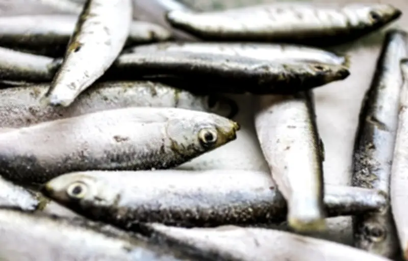Rappel de sardines pour risque d'intoxication à l'histamine