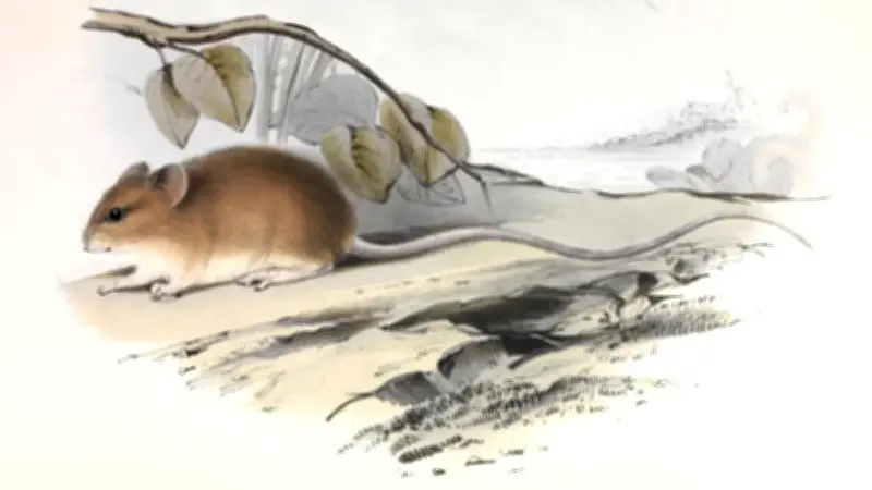 Rat pygmée à longue queue : réservoir du hantavirus Andes