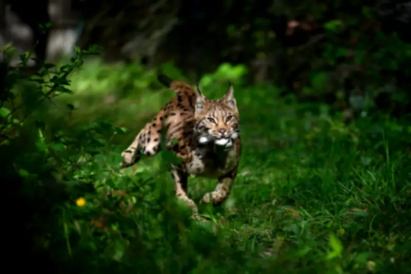 Ravi, le jeune lynx relâché dans le Jura, espoir pour l'espèce menacée