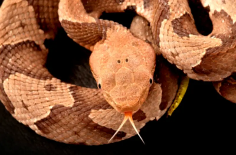 Réchauffement climatique : les humains plus exposés aux serpents venimeux