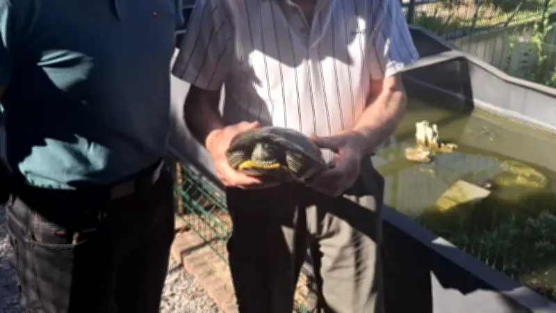 Refuge aux 1 000 tortues à Vergèze : portes ouvertes ce week-end