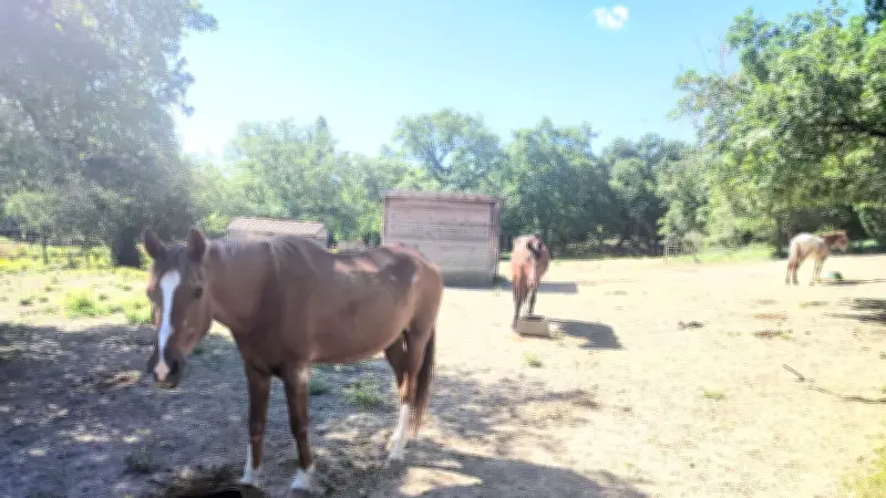 Refuge CHEVAL : 34 ans d'engagement pour les chevaux oubliés
