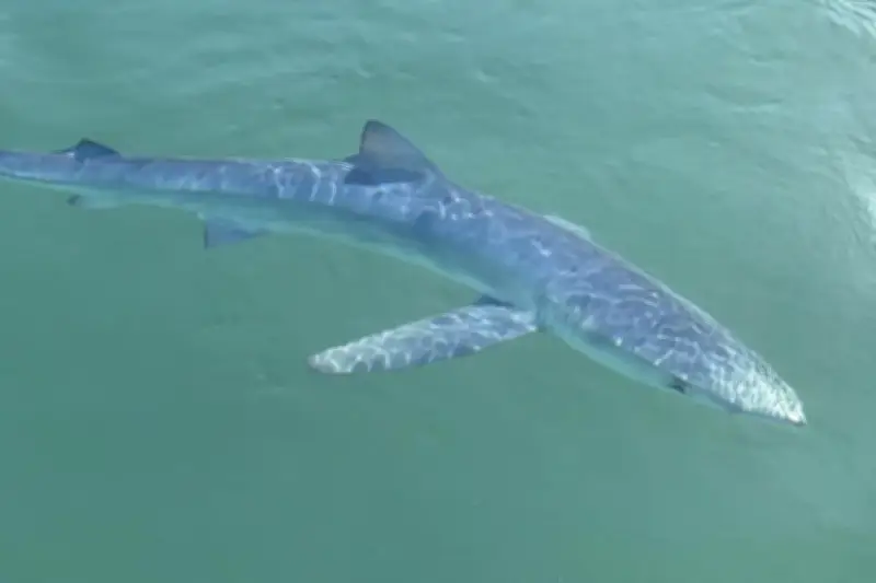 Requin bleu filmé dans le port de Saint-Tropez : une espèce inoffensive