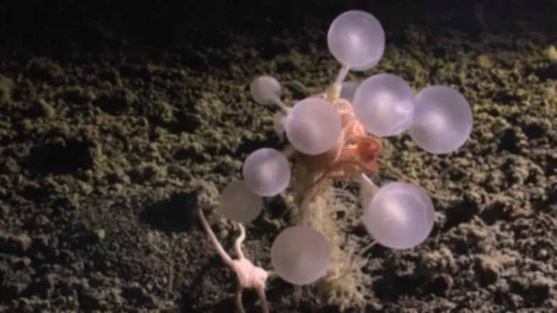 Requin fantôme, ver translucide : 1 100 espèces marines inconnues découvertes en un an