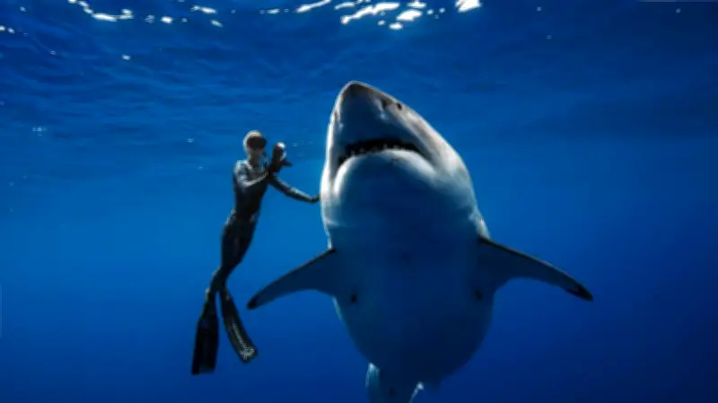 Requins sur la côte atlantique : souvenirs de rencontres