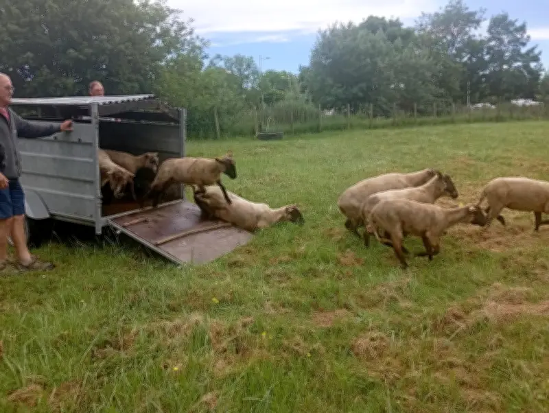 Retour des moutons à Royan pour l'éco-pâturage 2025