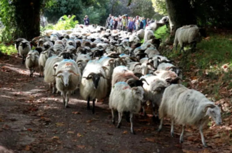 Route de la transhumance 2026 : le troupeau traversera les Landes en septembre