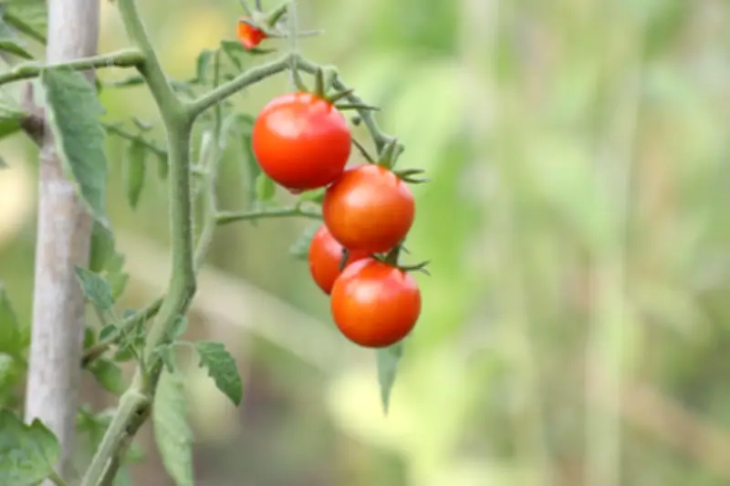 Saints de glace 2026 : dates et dictons pour protéger vos plantes