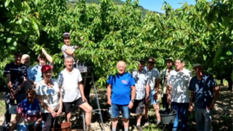 Saison des cerises : début de la récolte dans la vallée