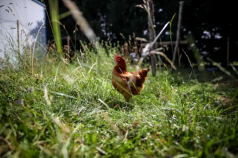 Sauvetage de poules pondeuses bio à Champcevinel le 26 mai