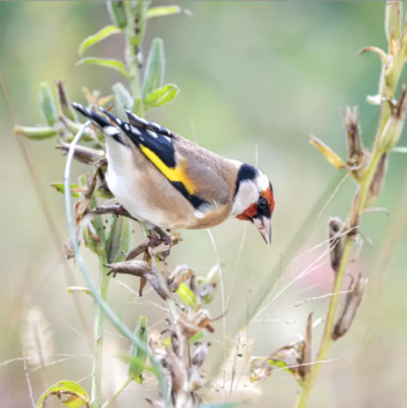 Seignosse lance sa première Fête de la Nature le 23 mai 2026