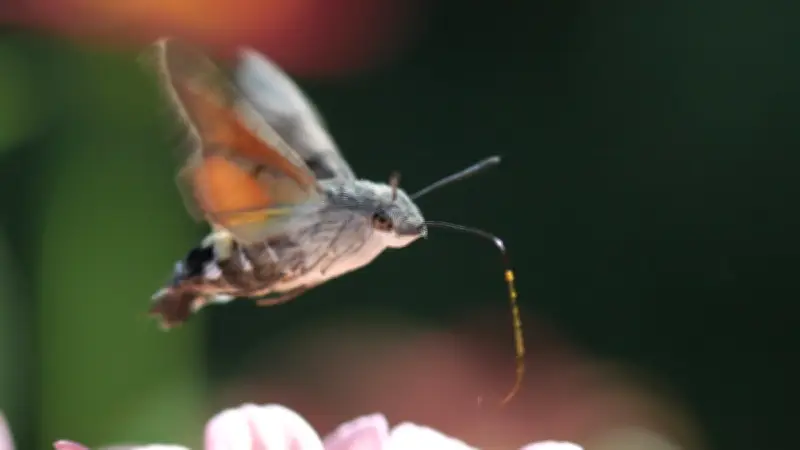 Semaine de la nature : animations et balade nocturne à Saint-Clément-de-Rivière