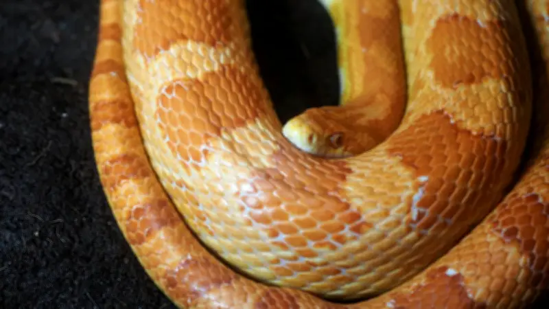 Serpent des blés découvert en plein centre-ville de Bergerac