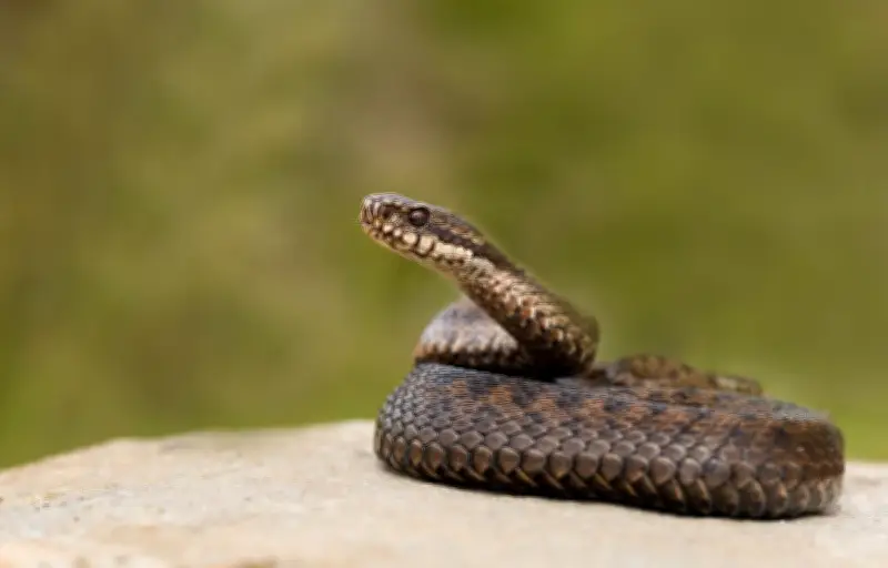 Serpents venimeux en France : rares, discrets et peu dangereux