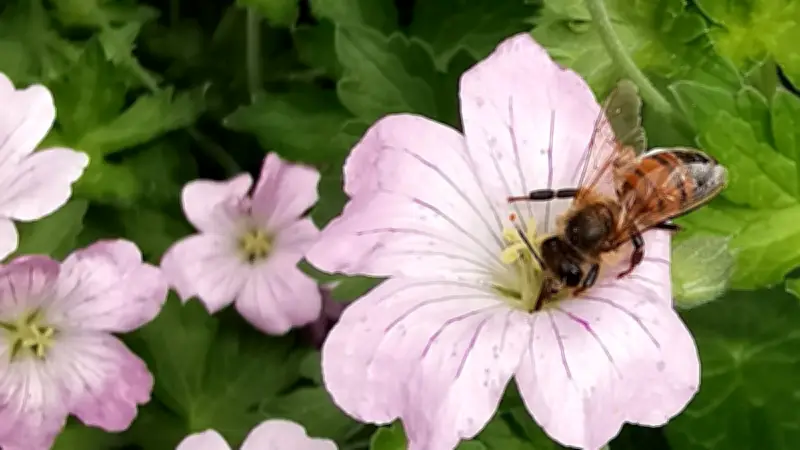Sortie nature à Collias : découvrir les insectes pollinisateurs